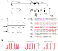 Figure 1: In silico analysis of human STEAP1 and STEAP1B gene. 