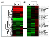 Figure  2:  miRNA  profiling  of  SPARC  overexpressed  or  SPARC  underexpressed  medulloblastoma  cells. 