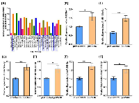 Figure 5:  Validation of miR-125-b1*, miR-181a-5p, miR-146a-5p, miR-204-5p, miR-219-5p and miR-509-3p  upregulation by quantitative real time PCR (qRT-PCR). 