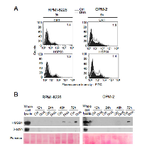 Figure 2:  DHA triggers the emission of immunogenic DAMPs by MM cells. 