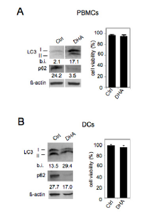 Figure  4:  DHA  enhances  autophagy  in  PBMCs  and  DCs. 