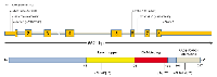 Figure 1: Schematic illustration of the identified mutations in human GT198