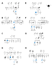 Figure 2:  Pedigrees of families with GT198  germline variants. 