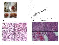 Figure 2:  Tumorigenicity assays in SCID mice. 