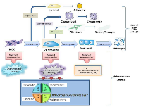Figure 5:  Schematic representation for the use of tumorigenic MSCs and pOBs as a model to study osteosarcoma  genesis.