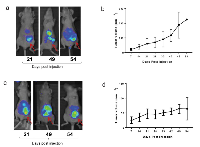 Figure 5:  TAB004 –ICG fluorescence and tumor growth.