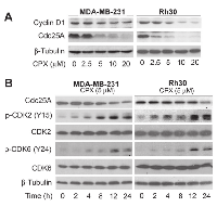 Figure 3:  CPX downregulates the cellular protein level of Cdc25A, increasing the inhibitory phosphorylation level of  CDK2 in tumor cells. 