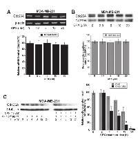 Figure 4:  CPX does not reduce Cdc25A mRNA level or protein synthesis significantly, but promotes Cdc25A protein  degradation markedly. 