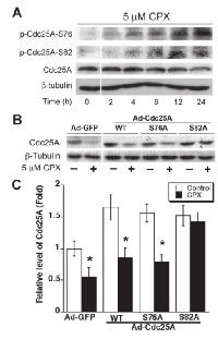 Figure 5:  CPX-induced Cdc25A phosphorylation  contributes to its degradation. 