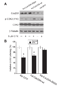 Figure 6:  Ectopic expression of Cdc25A mutant  (S82A) renders resistance to CPX inhibition of cell  proliferation. 