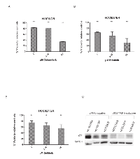 Figure 4:  YAP siRNA knockdown allows re-sensitization to EGFR inhibitors. 
