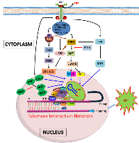 Figure1: Schematic representation of various components regulating length of telomeres. 