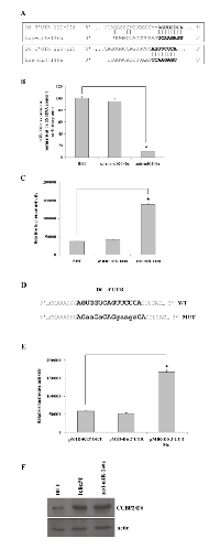 Figure 1: Identification and validation of D6/ACKR2 as a target of miR-146a in human ATC cells. 