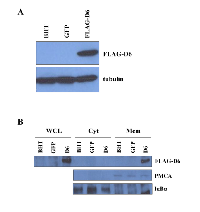 Figure 3: Exogenous D6/ACKR2 receptor localizes on the surface of BHT cells. 