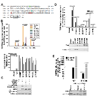 Figure 1: Effects of LDLRR point mutations on LRP6 mediated Wnt signaling. 