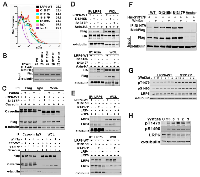 Figure 2:  Comparison of early Wnt signaling events and engagement of downstream pathway components by LRP6  wild type and LDLRR mutants. 