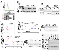 Figure 3:  Comparison of Wnt ligand mediated internalization of LRP6 WT and a representative LDLRR mutant. 