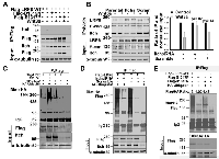 Figure 4:  LRP6 ubiquitination by Itch E3 ligase. 