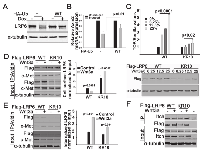 Figure 5: Role of LRP6 ubiquitination on Wnt3a mediated internalization. 