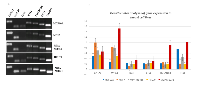 Figure 1: PCR validation of the 6 candidate genes. 