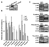 Figure 4:  c-Met inhibitors suppressed cell viability and c-Met activation in Basal-like type of breast cancer cell lines. 