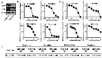 Figure 5:  c-Met inhibitors suppressed viability of ALDH1high cells derived from Basal-like type of breast cancer cells  lines. 