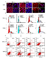 Figure 3:  Evaluation of the effects of STAT3, Notch and Wnt selective inhibitors on HeLa and SiHa cells. 