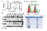 Figure 4:  PJA1 defects lead to increased cell apoptosis. 