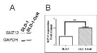Figure 4:  DLD-1-OxR cells overexpressed SUZ12. 