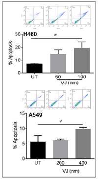 Figure 2:  VJ induces apoptosis in H460 and A549  cells. 