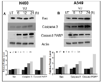 Figure 3:  Cells were treated with VJ at time dependent manner and cell lysates quantified for western blot analysis  for apoptosis markers i.e.  Bax, Caspase3 and Cleaved PARP expression in A) H460 and B) A549 cells. 