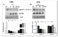 Figure 4:  Cells were treated with VJ at IC50 concentrations for 6, 12, 24 hrs.  and cell lysates quantified for western blot  analysis for effect on basal level of EGFR and phosphorylated EGFR in A. H460 and B. A549 cells.  
