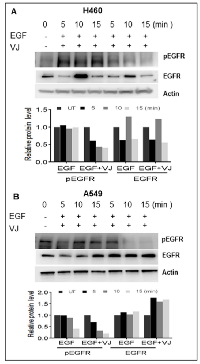 Figure 5: A. H460 cells were serum deprived for 24 hrs. and stimulated with 100ng/ml of EGF for up to 15 minutes (Min). Whole cell lysates were subjected to Western blot analysis using pEGFR and EGFR antibodies. B. A549 cells were serum deprived for 24 hrs. and stimulated with 100ng/ml of EGF for up to 15 minutes (Min). Whole cell lysates were subjected to Western blot analysis using pEGFR and EGFR antibodies. Î²-Actin was used as loading control and the densitometry analysis of bands are expressed in arbitrary units.