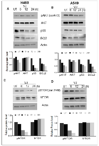 Figure 6: A. H460 cells & B. A549 Cells were treated with VJ in time dependent manner and cell lysates analyzed via western blot to examine the survival markers phosphorylated AKT, AKT, p65 and BCl2. Î²-Actin was used as loading control. C. & D. Western blot analysis of mTOR and phosphorylated mTOR expression in H460 and A549 cells. The densitometry analysis of bands are expressed in arbitrary units.