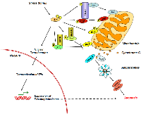 Figure 1: Role of JNK in Intrinsic Apoptosis. 