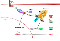 Figure 2:  Role of JNK in Extrinsic Apoptosis. 