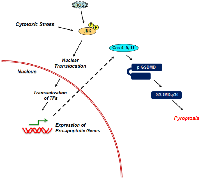 Figure 4:  Role of JNK in Pyroptosis. 