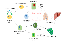 Figure 1: Schematic diagram of TGF-β/FA pathway dependent regulation on liver stem cells. 