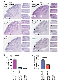 Figure 3:  Geminin loss reduces numbers of persisting preneoplastic GNPs in SmoA1 transgenic mice. 