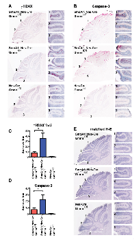 Figure  4:  Geminin  loss  increases  pGNPs  expressing  markers  of  the  DNA  damage  response  and  apoptosis. 