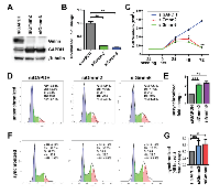 Figure 5:  Geminin knockdown causes DNA re-replication and G2/M cell cycle arrest in human medulloblastoma  cells. 