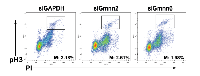 Figure 6:  Geminin knockdown results in cell cycle arrest in G2 rather than M phase. 