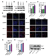 Figure  7:  Geminin  depletion  induces  G2  checkpoint  activation,  DNA  damage  response,  and  apoptosis  in  human  medulloblastoma cells. 