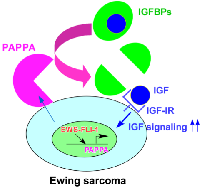 Figure 7:  Model for the stimulation of IGF signaling  by pappalysin-1 in Ewing sarcoma. 