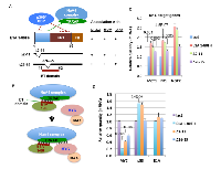 Figure 1: E1A TRRAP-targeting (ET) domain is essential for enhancement of MYC association with the NuA4 complex  and for E1A 1-80 activation of selected MYC target genes. 