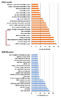 Figure 3:  PANTHER gene enrichment analysis of the MNA4 panel and MNP300 panel genes. 