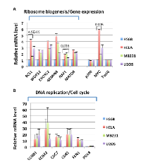 Figure 4:  High level expression of selected MNA4 panel (A) and MNP300 panel (B) genes in cancer cell lines. 