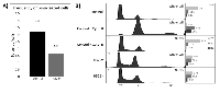 Figure 2:  Overexpression of 14-3-3γ leads to mononucleated polyploid cells. 