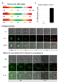 Figure 3:  Overexpression of 14-3-3γ promotes mitotic bypass. 