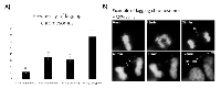 Figure 5:  Overexpression of 14-3-3γ promotes chromosomal instability. 